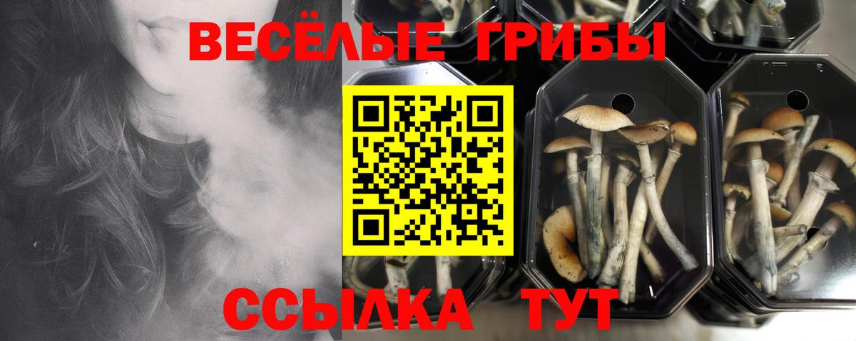 Галлюциногенные грибы Cubensis  Псилоцибиновые грибы прущие грибы  Вход с VPN  Ангарск 
